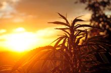 Cannabis Sunset